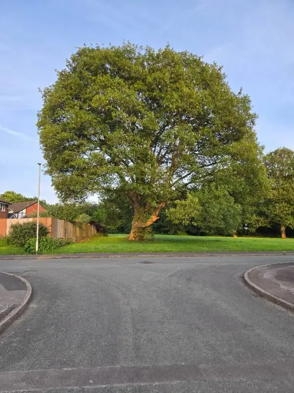 A broad, rounded sycamore on a grass verge at the end of a residential road