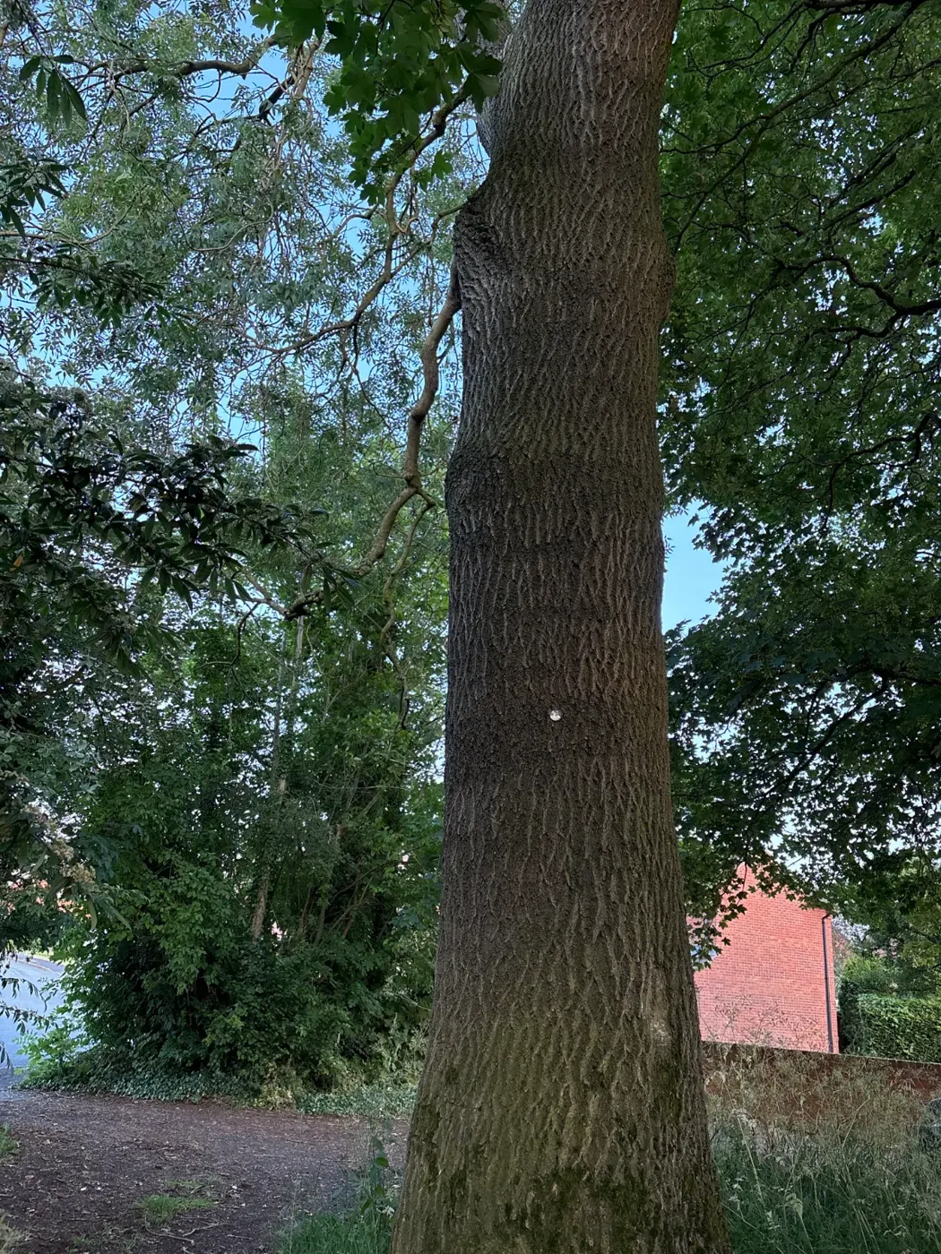 The trunk of a tall ash tree beside a footpath, with a red brick wall behind